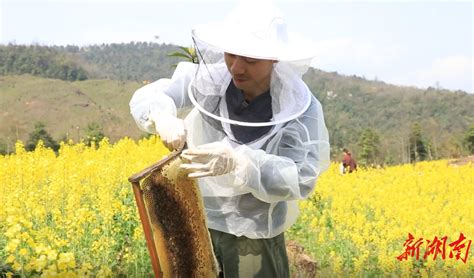 尹文山：农村创业青年深山养蜂助农增收 - 鹤城 - 新湖南