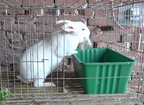 [杂交兔批发]杂交兔 比利时兔 比利时种兔肉兔品味月月产兔月月回收养殖大棚饲料价格60元/只 - 惠农网