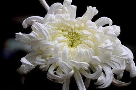 白色背景上的一束菊花高清图片下载-正版图片600257337-摄图网