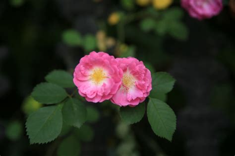 双生花图片