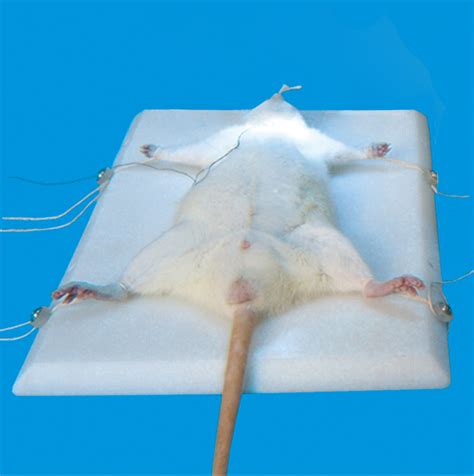 大小鼠手术板_动物手术与造模方案_生命科学_慧朗百奥（北京）生物科技有限公司