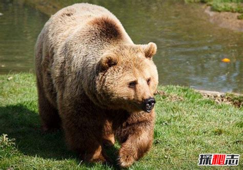 世界上最大的熊，科迪亚克棕熊高达3米(重达2400斤)_小狼观天下