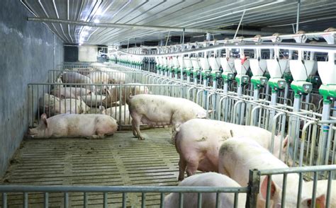 今日猪价震荡小幅回落 预判11月下半月期间出栏大猪价格将在频繁震荡调整中逐步走强农业资讯-农信网