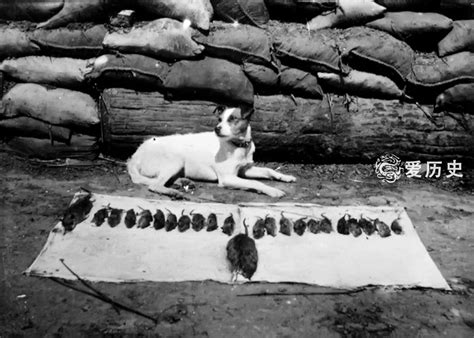 一战时战壕里的人鼠大战 数百万只老鼠被多管闲事的狗收拾了_猎犬