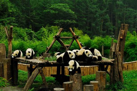 萌！走进四川卧龙神树坪大熊猫基地熊猫幼儿园