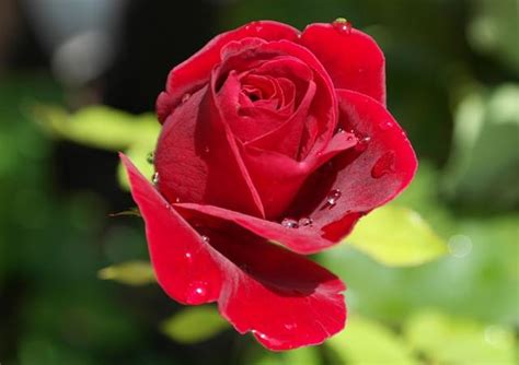 33朵红玫瑰的花语是什么_360新知