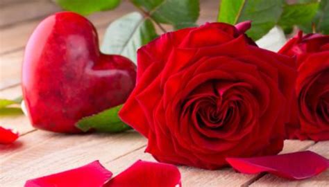 不同颜色的玫瑰都代表啥，红玫瑰的花语(主要的)-百度经验