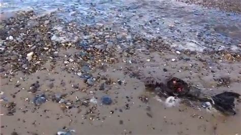英国海滩惊现不明生物遗体 疑似“美人鱼”-新闻中心-南海网