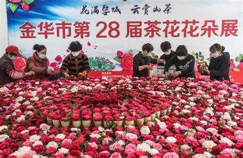 6600多朵茶花 云上观赏浙江在线金华频道