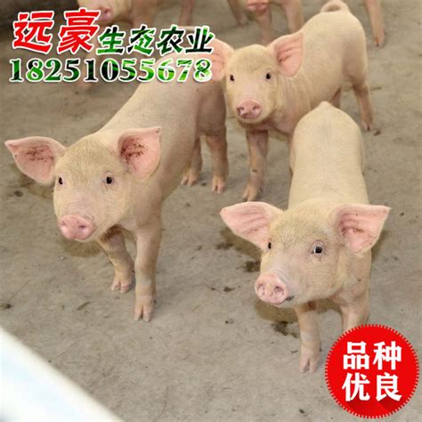 厂家仔猪批发 仔猪苗 长白猪 三元猪 仔猪品种齐全量大优惠 - 养殖批发网