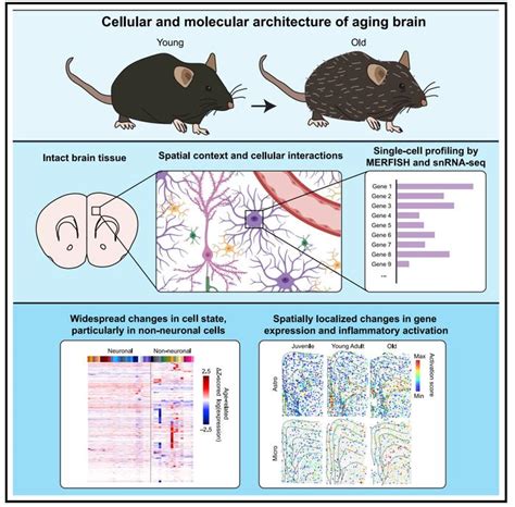 Cell：庄小威团队绘制单细胞分辨率下小鼠大脑重要脑区衰老的分子和空间特征图谱|庄小威|基因_新浪新闻