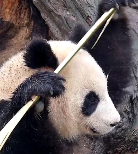 园方回应熊猫阿宝耳朵被咬成V形：繁殖期太激动 没大碍_凤凰网