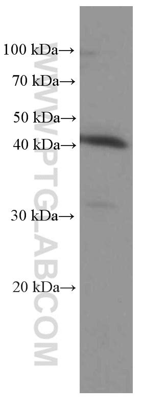 IDO1 Antibody 66528-1-Ig | Proteintech