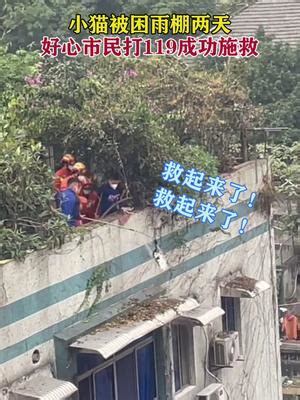 11月14日，重庆。小猫被困雨棚两天，好心市民打119成功施救。|重庆|好心|小猫_新浪新闻