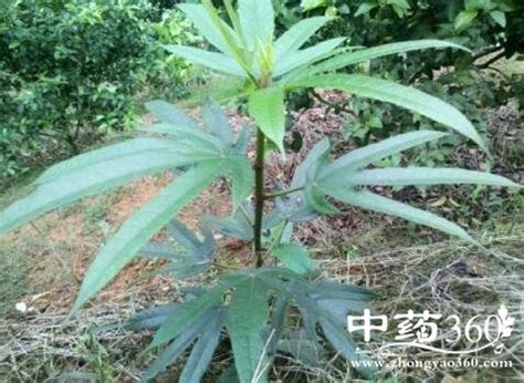 五指毛桃树图片