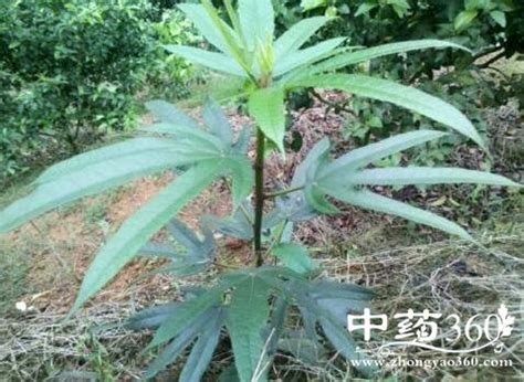 五指毛桃是什么植物，五指毛桃有什么功效和作用？