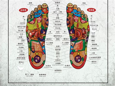 五指对应五脏图图片