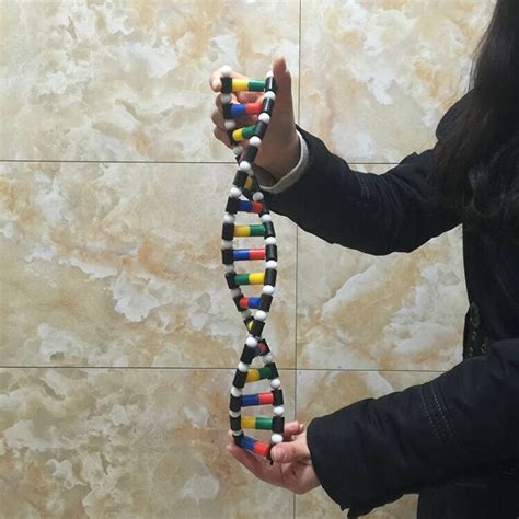 DNA双螺旋结构模型_上海欣曼科教设备有限公司
