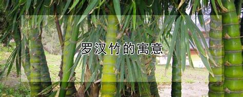 家养的竹子,室内养竹子品种,5种适合室内养的竹子_大山谷图库
