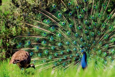 孔雀羽毛绿色野生动物蓝色鸟类尾羽高清图片下载-正版图片322162976-摄图网