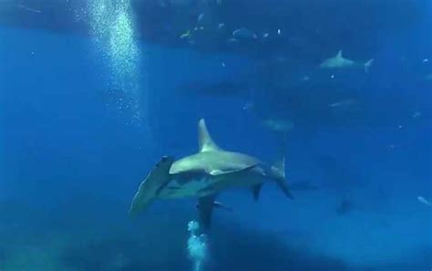 双髻鲨VS鼬鲨咬合力比一比 - 神秘的地球 科学|自然|地理|探索