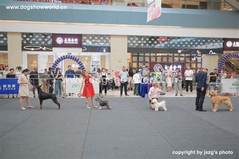 20200906唐山CKU快报 TANGSHAN ALL-BREED CHAMPIONSHIP DOG SHOW – 犬界网