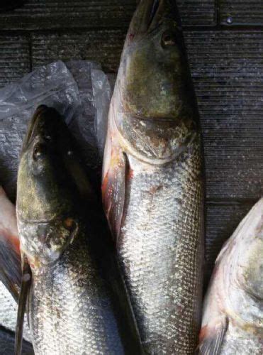 十斤以上的鳡鱼多少钱一斤，鳡鱼市场价格多少钱一斤