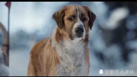野性的呼唤：巴克这么好的雪橇犬，被主人就这么抛弃了，真是可惜。_腾讯视频