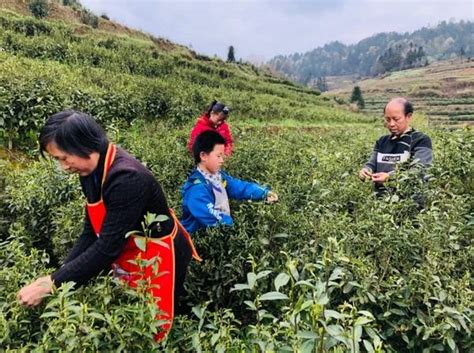喜茶推出甄选茶园标准 打造供应链新模式把控茶叶品质_深圳新闻网