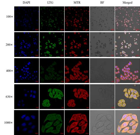 4T1-LUC-GFP-Puro双标记的小鼠乳腺癌细胞-企业官网