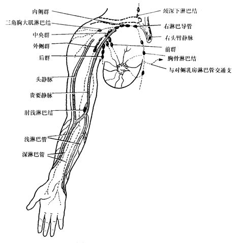 上肢浅静脉及淋巴管-外科学-医学