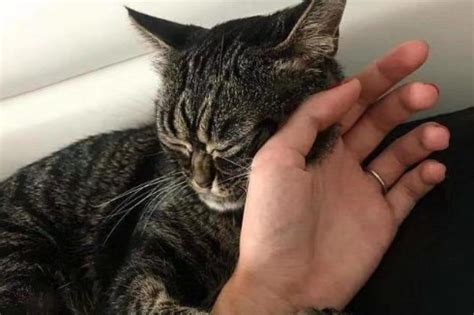 猫拿头蹭手是什么意思？_猫咪_主人_因为