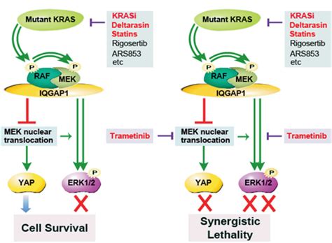 针对K-RAS突变癌症 - 知乎