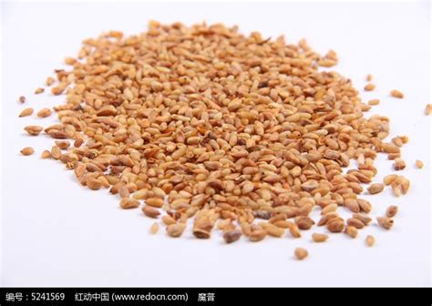 柏子仁图片