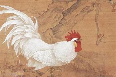 国画公鸡的画法和步骤-加加色