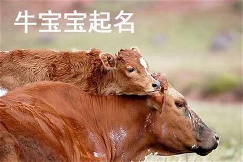属牛的人公司起名宜用字大全_起名_若朴堂文化