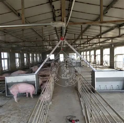 猪场建设 | 猪场结构设计与存栏头数计算方法_母猪