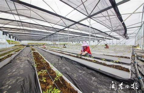 屏南：生态农业种植基地打造村民回村创业的发展平台 助力乡村振兴_宁德网