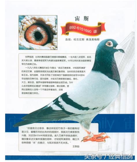 世界名鸽--中国信鸽信息网相册