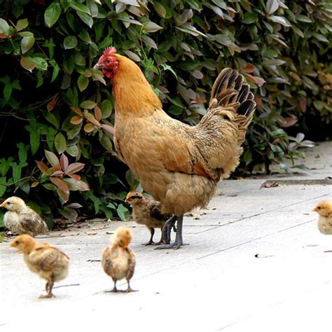 散养土鸡正宗苏北农村农家一年老母鸡放养草鸡新鲜宰杀顺丰包邮-阿里巴巴