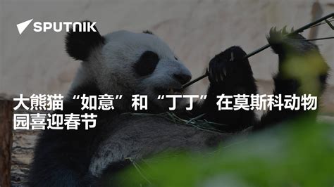 旅俄大熊猫“丁丁”和“如意”完成“第一次亲密接触”_凤凰网视频_凤凰网