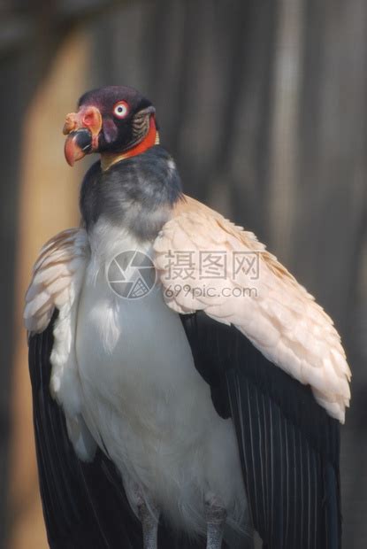 灰秃鹫鹰之王鸟用羽毛猎食舍动物摄影高清图片下载-正版图片307634053-摄图网