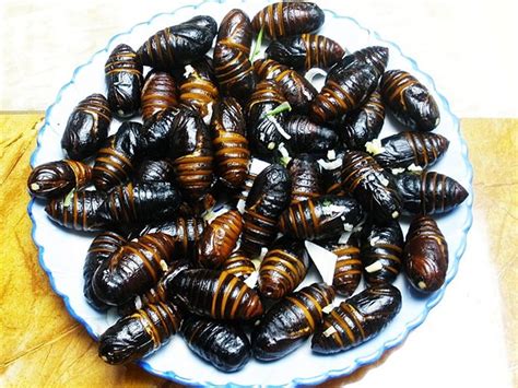蚕蛹做成美食，不仅味道鲜美，还很有营养！