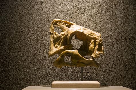 c4d骨头-人类骨骸骷髅骨架尸骨-人物模型免费下载