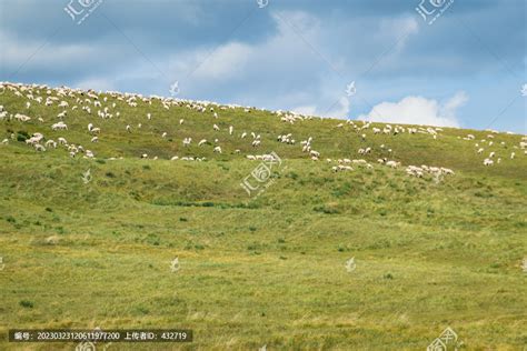 羊群满山坡,草原风光,自然风景,摄影素材,汇图网www.huitu.com