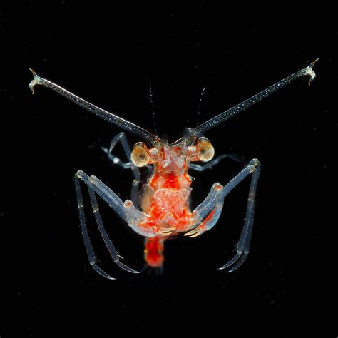 摄影师揭秘浮游生物的世界，获水下摄影大奖。/ Ryo Minemizu |浮游生物|摄影师|大奖_新浪新闻