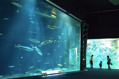 【上海海洋水族馆】攻略2024_上海海洋水族馆门票_地址_好玩吗-上海本地宝