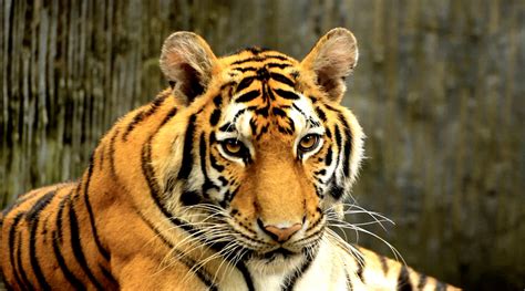 老虎头上都是"王"字吗？它为啥是猫科动物，不是虎科？解释来了…_手机新浪网