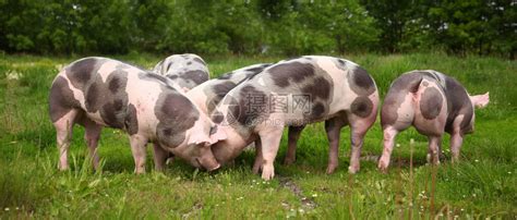 家养猪生活在畜牧养殖场有机畜牧业是畜牧高清图片下载-正版图片506596558-摄图网