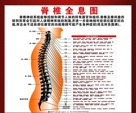 脊椎神经与各种脏器及疾病的关系_美脊康（北京）健康科技有限公司